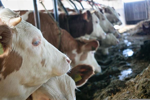 Dan Egtved forhandler udstyr til kvægstalde