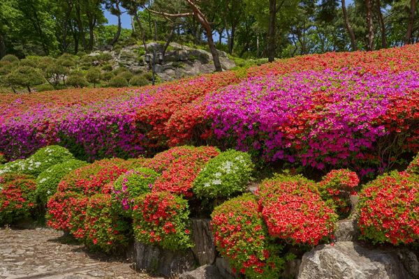 Blomster - naturens farverige mesterværker